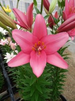 [5695 DJ LA-06 No02.JPG]